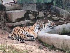 -西霞口神雕山野生动物世界