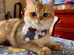-FAELING PETS美天灵宠物(富力广场店)