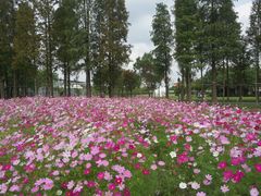 -歌斐颂巧克力小镇