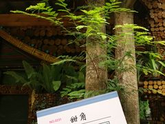 -北京呀路古热带植物园