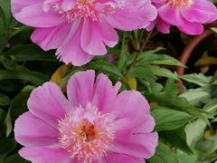 -广西壮族自治区药用植物园