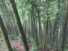 -蔡伦竹海