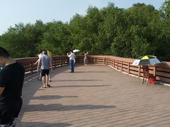 -宝安西湾红树林湿地公园