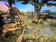 -国家自然博物馆