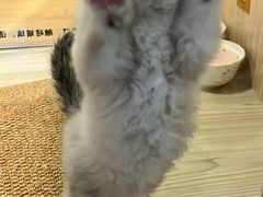 -屋虎猫馆(宝安大仟里店)