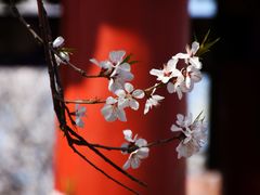 -桃花堤公园