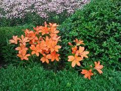 android_upload_pic-蠡湖中央公园