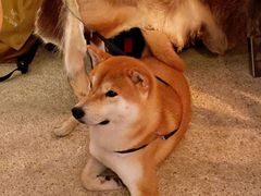 -鹿萤季·营地小馆(皇后公园店)