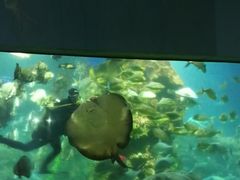 -芽庄珍珠岛游乐园