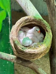 -Zoolung Zoolung动物主题公园(海信广场店)