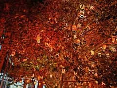 -北京市海淀外国语实验学校