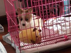 -翊宠yipet猫狗购宠庄园犬舍•猫舍