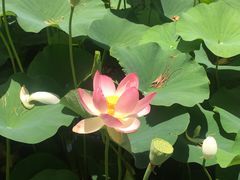 -墨尔本皇家植物园