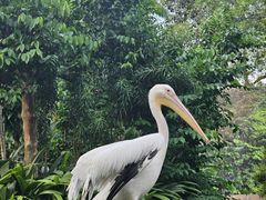-新加坡飞禽公园