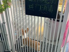 -浣熊柯尔鸭土拨鼠·电玩咖