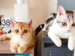-Bastet sally猫舍购宠(静安店)