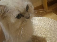 -万小咖.猫咖(中山路天虹店)
