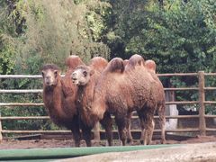 -青藏高原野生动物园