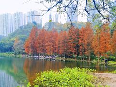 -重庆彩云湖湿地公园