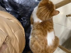 -正宗简阳羊肉汤(荣盛·布鲁明顿广场店)