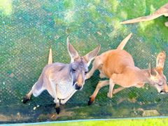 -西霞口神雕山野生动物世界