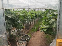 -马陆小张葡萄园农家乐