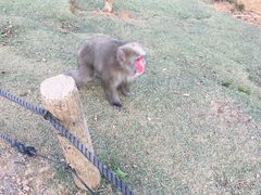 -岚山猴子公园