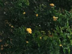 -北京东方普罗旺斯薰衣草庄园