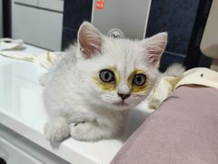 -佑安动物医院·全科·内窥镜中心(幸福巷店)