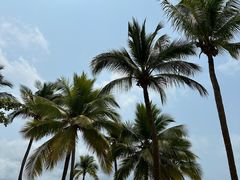 -三亚凤凰水城凯莱度假酒店