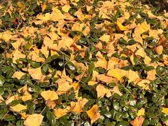 -浙江农林大学(东湖校区)