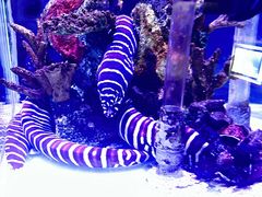 -太平洋海底世界