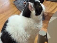 -MOCHA明星猫咖(田子坊店)