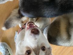 -Husky Go! 哈士奇体验馆·宠物咖啡厅狗咖