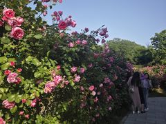 -习家池
