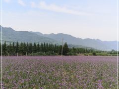 -曲江薰衣草庄园