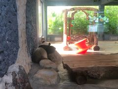 -海南热带野生动植物园