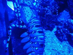-迪拜水族馆及水下动物园