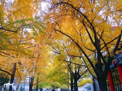 -四川大学(华西校区)