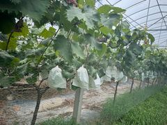 -马陆小张葡萄园农家乐