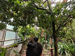 -呀路古热带植物园