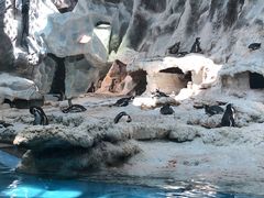 -帝企鹅自助餐厅•儿童岛•真企鹅(长隆企鹅酒店)