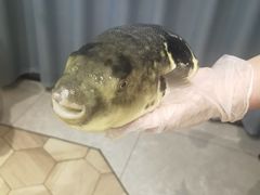 -鲐赏河豚(长寿店)