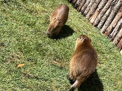 -鄂尔多斯野生动物园