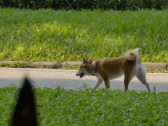 -麓湖高尔夫球俱乐部