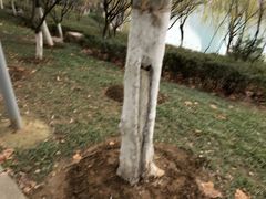 -天鹅湖体育公园