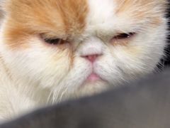 -安安宠医宠物医院·异宠·犬猫内科(岳阳分院)