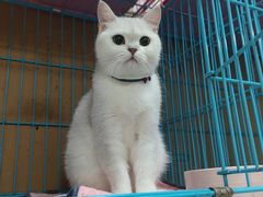 -艾贝尔宠物诊疗