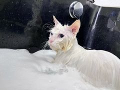 -佳雯宠物医院(金华南路分院)