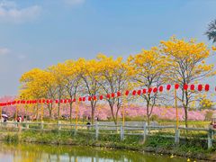 -天适樱花悠乐园